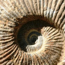 HER - fossil Col du Tichka Maroc