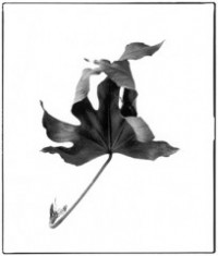 leaf-220x276 leaf-220x276