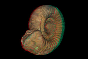 virtual fossil dig