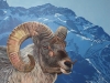 argali