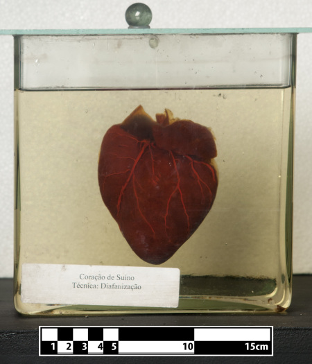 I call this piece “Pig’s heart, with metadata”. Photo by Museum of Veterinary Anatomy FMVZ USP/Wagner Souza e Silva, CC BY-SA 4.0.